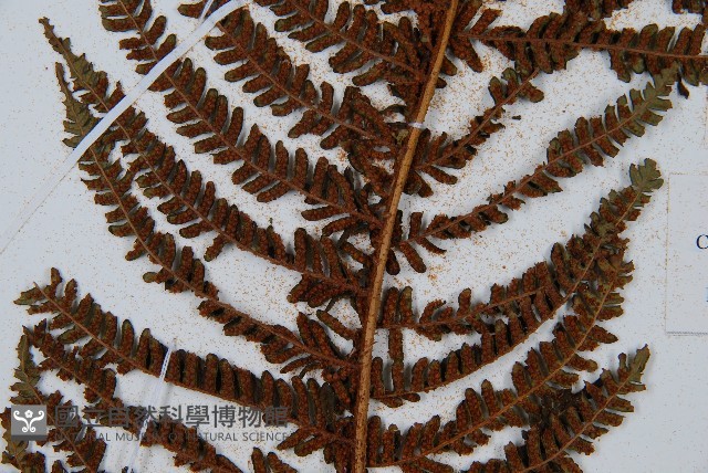 南洋桫欏藏品圖，第6張