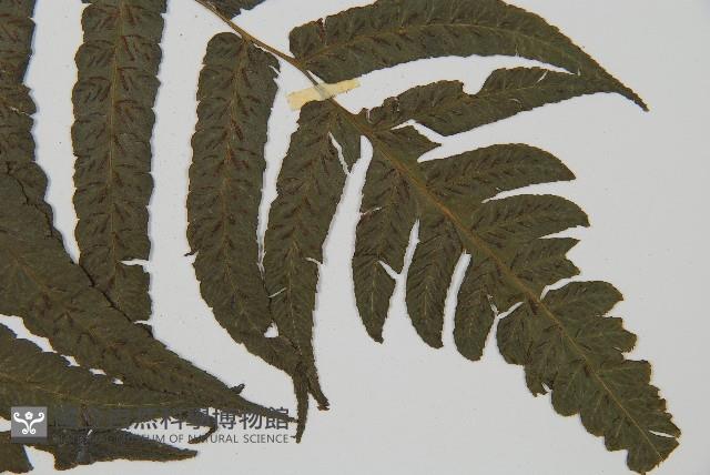 毛柄短腸蕨藏品圖，第3張