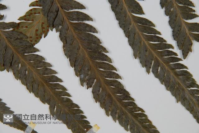 羽葉鱗蓋蕨藏品圖，第6張