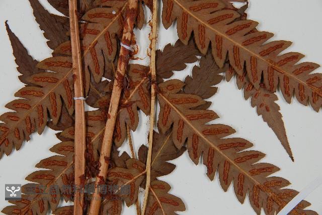 日本狗脊蕨藏品圖，第3張