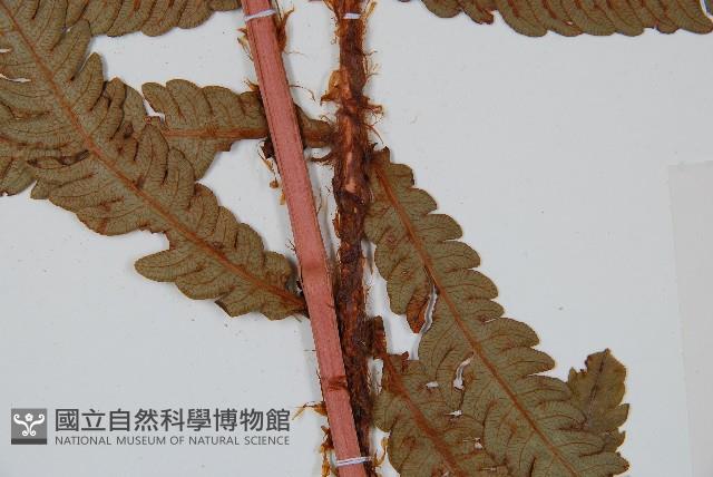 日本狗脊蕨藏品圖，第3張