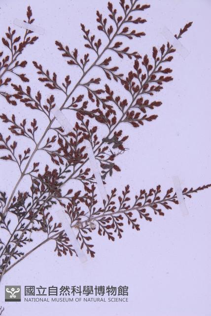 北京鐵角蕨藏品圖，第3張