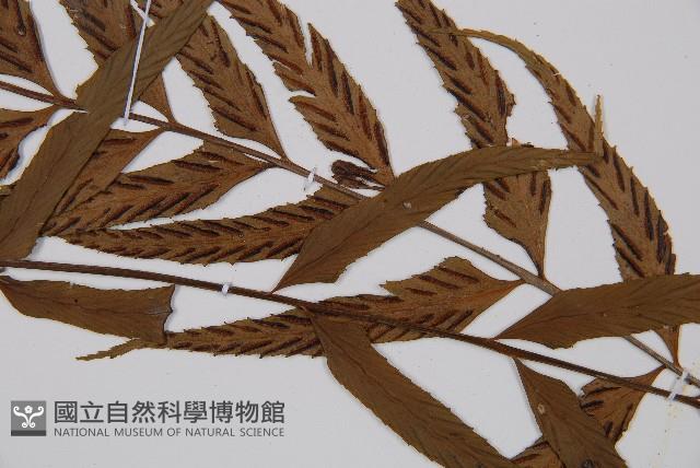 萊氏鐵角蕨藏品圖，第3張