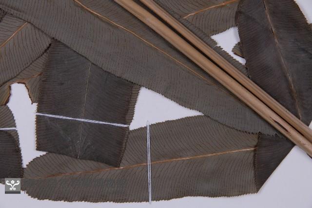 華鳳丫蕨藏品圖，第3張