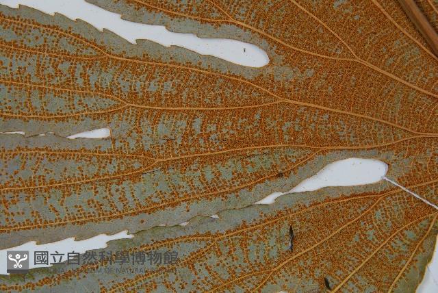 雙扇蕨藏品圖，第3張