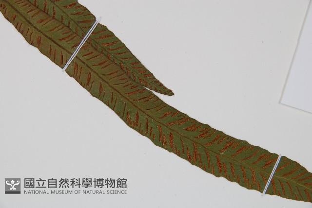 單葉雙蓋蕨藏品圖，第3張