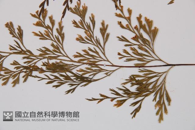 威氏鐵角蕨藏品圖，第3張