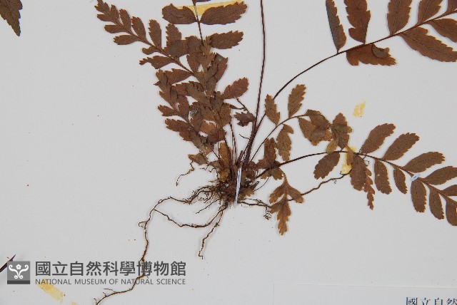 韓氏黑桫欏藏品圖，第3張