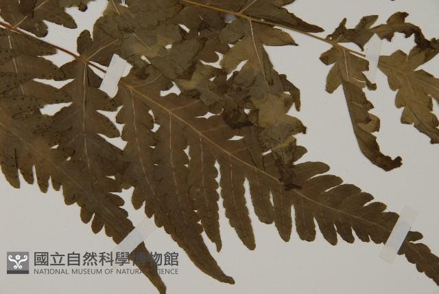 屏東擬肋毛蕨藏品圖，第3張