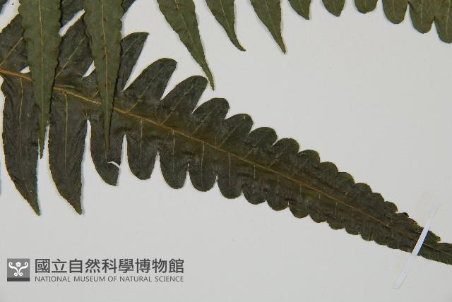 毛柄短腸蕨藏品圖，第3張
