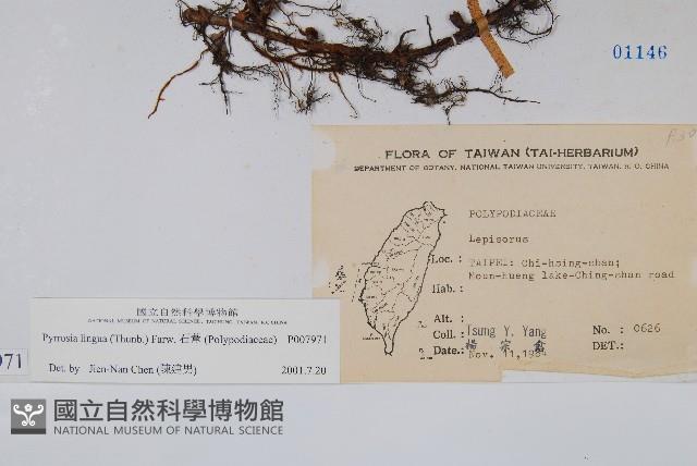 石葦藏品圖，第2張