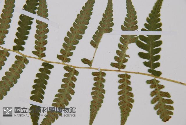 東洋蹄蓋蕨藏品圖，第3張