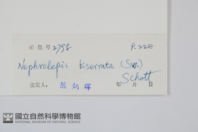 長葉腎蕨藏品圖，第2張