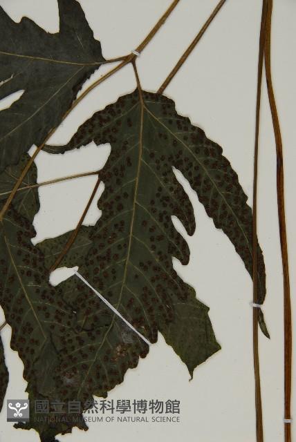 三叉蕨藏品圖，第3張