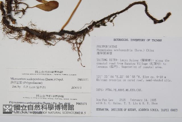 海岸星蕨藏品圖，第2張