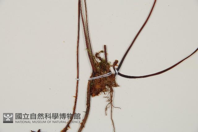 雉尾烏毛蕨藏品圖，第3張