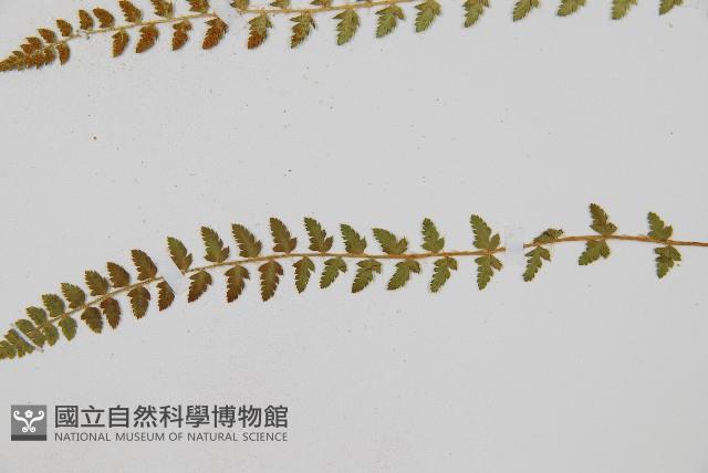 登錄號:P011771藏品圖，第3張