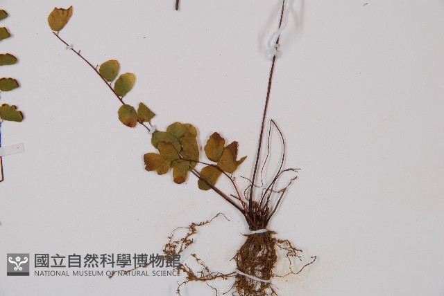 團羽鐵線蕨、團葉鐵線蕨、對葉鐵線蕨藏品圖，第3張