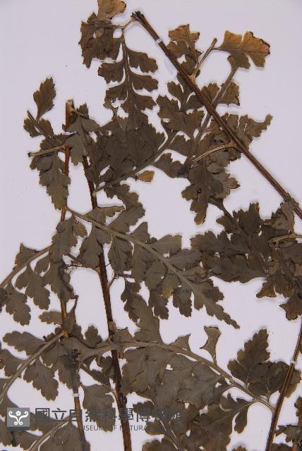 大鐵角蕨藏品圖，第3張