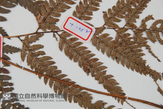 細葉複葉耳蕨藏品圖，第3張
