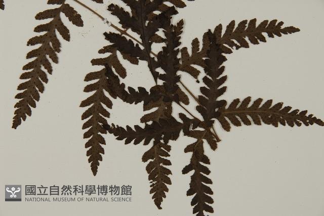 薄葉擬肋毛蕨藏品圖，第3張