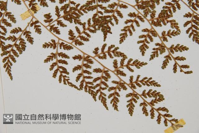 亞德氏蹄蓋蕨、假冷蕨藏品圖，第6張