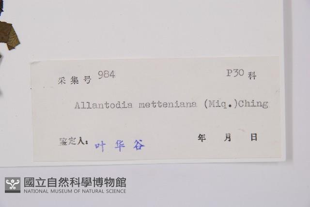 江南短腸蕨藏品圖，第3張