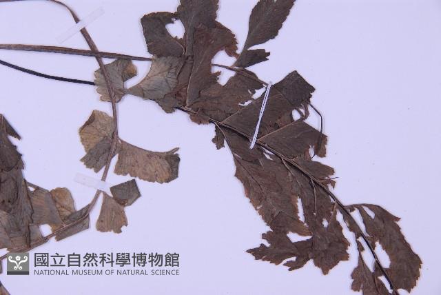 綠柄剪葉鐵角蕨藏品圖，第3張