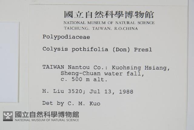 大線蕨藏品圖，第2張