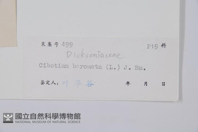 金狗毛蕨藏品圖，第2張