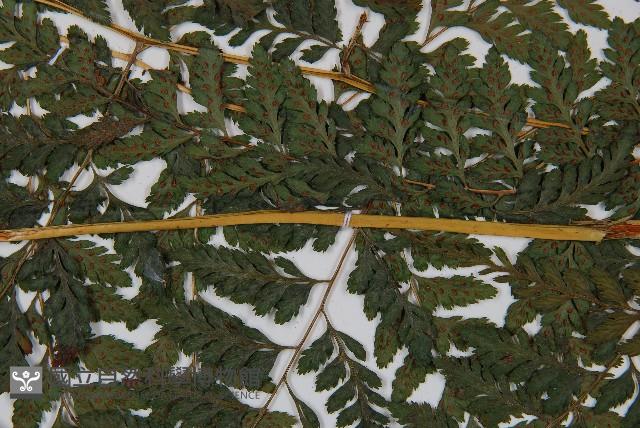 山蹄蓋蕨藏品圖，第3張