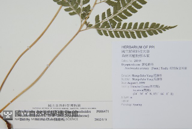 斜方複葉耳蕨藏品圖，第2張