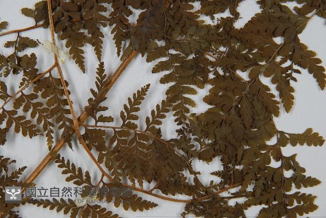 刺柄碗蕨藏品圖，第3張