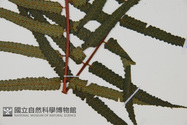 台灣樹蕨藏品圖，第3張
