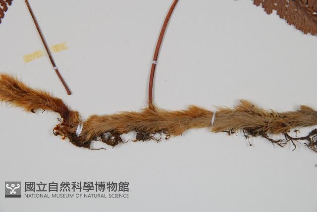 杯狀蓋陰石蕨藏品圖，第3張