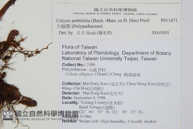 大線蕨藏品圖，第2張