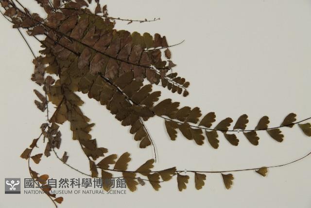 愛氏鐵線蕨藏品圖，第3張