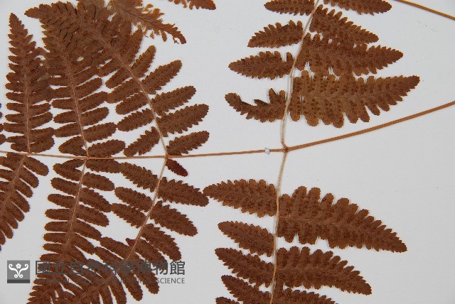 密腺羽節蕨藏品圖，第6張