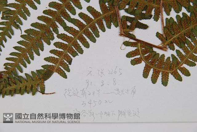 登錄號:P003871藏品圖，第3張