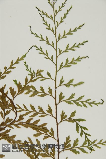 大黑柄鐵角蕨、黃鱗鐵角蕨、大羽鐵角蕨藏品圖，第3張