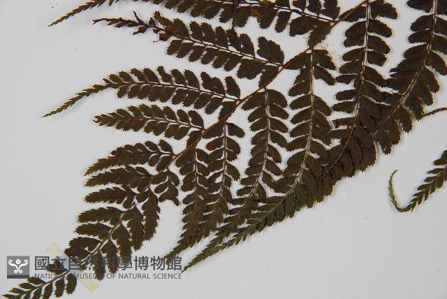 姬蹄蓋蕨藏品圖，第3張