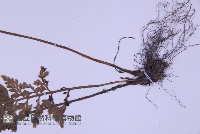 尖葉鐵角蕨藏品圖，第3張