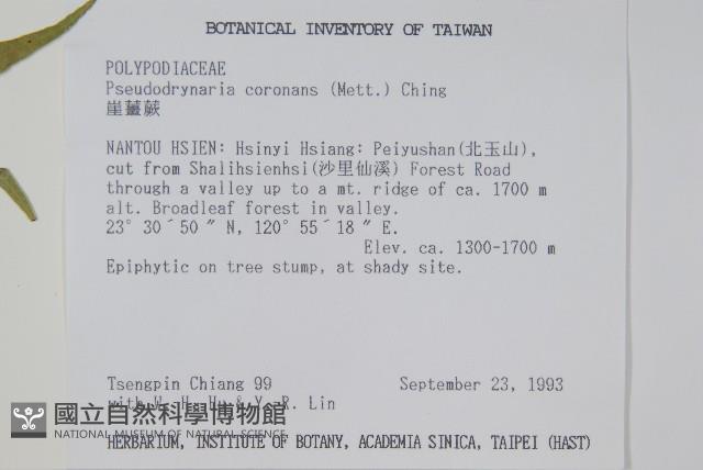 崖薑蕨藏品圖，第2張