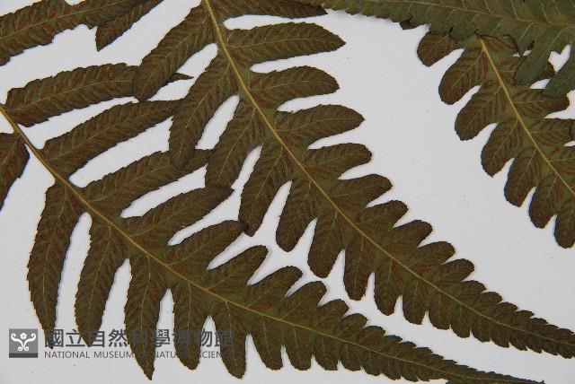 毛柄短腸蕨藏品圖，第3張