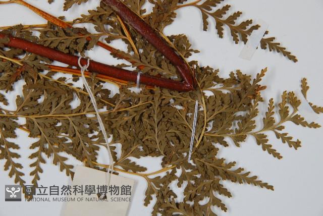 光葉碗蕨藏品圖，第3張