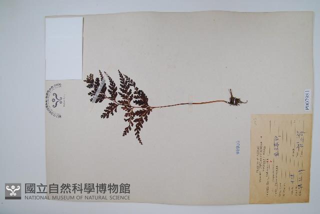 闊片烏蕨藏品圖，第3張