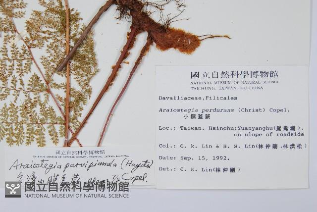 台灣小膜蓋蕨藏品圖，第5張