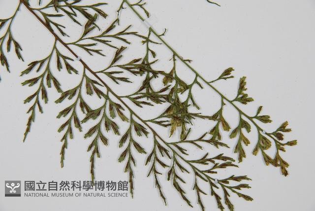 威氏鐵角蕨藏品圖，第3張