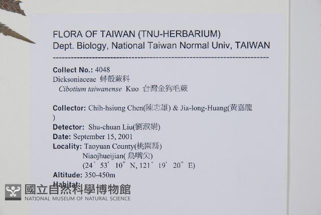 臺灣金狗毛蕨藏品圖，第2張