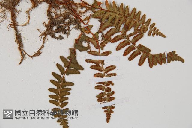 岩蕨藏品圖，第3張
